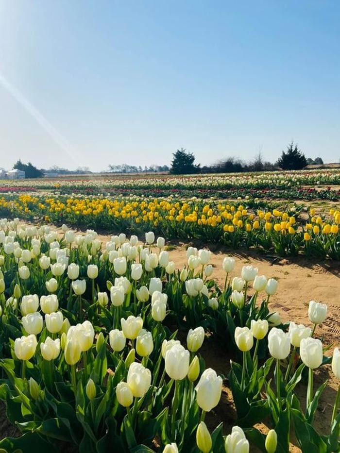Images Texas-Tulips, LLC