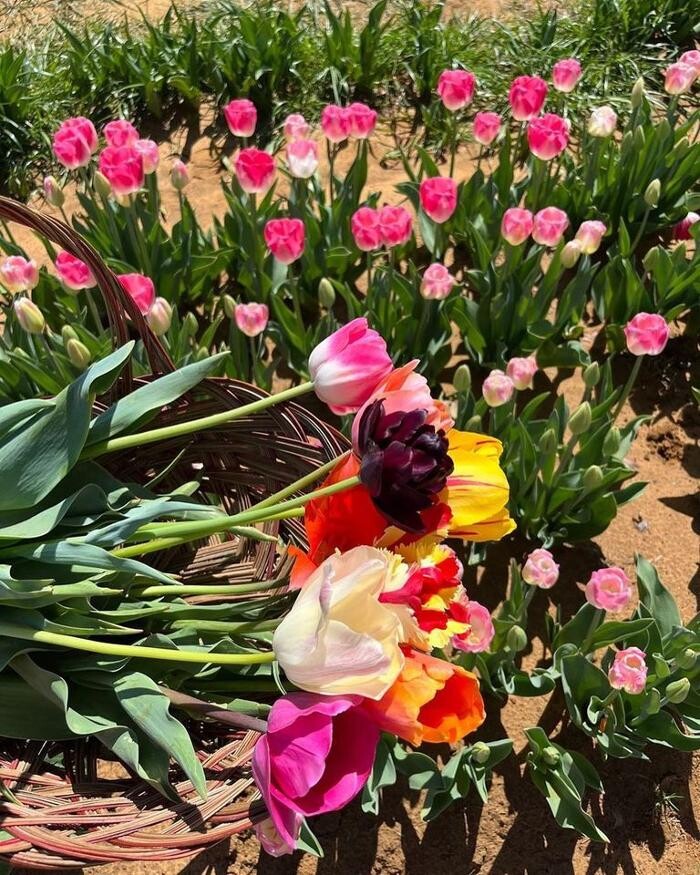 Images Texas-Tulips, LLC