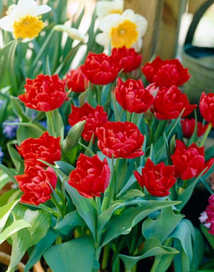 Images Texas-Tulips, LLC