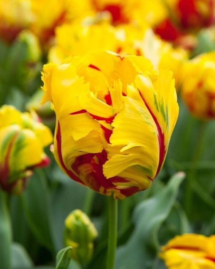 Images Texas-Tulips, LLC