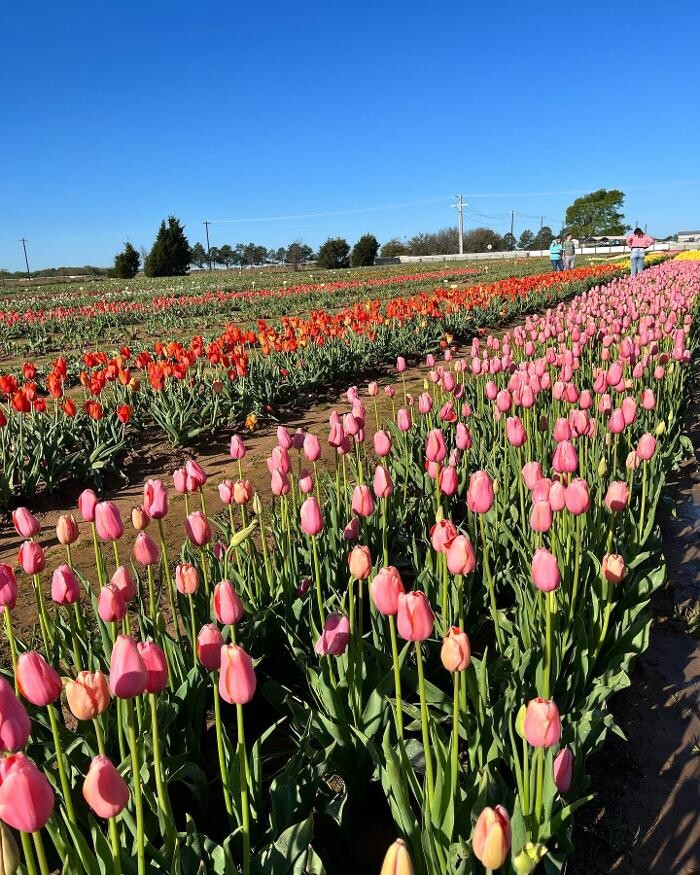 Images Texas-Tulips, LLC