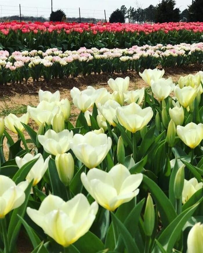 Images Texas-Tulips, LLC