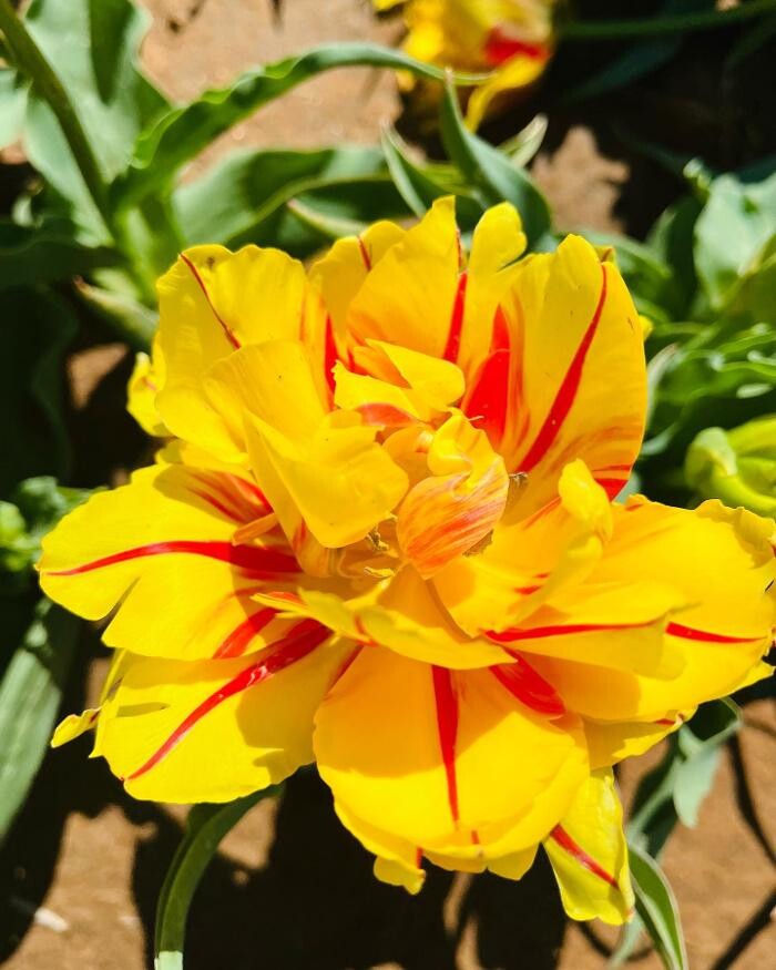 Images Texas-Tulips, LLC