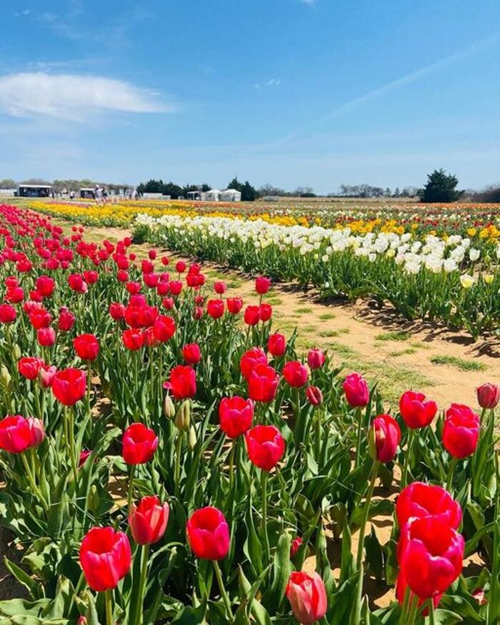 Images Texas-Tulips, LLC