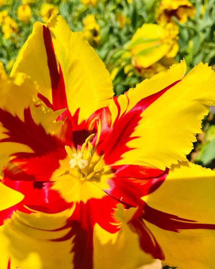 Images Texas-Tulips, LLC
