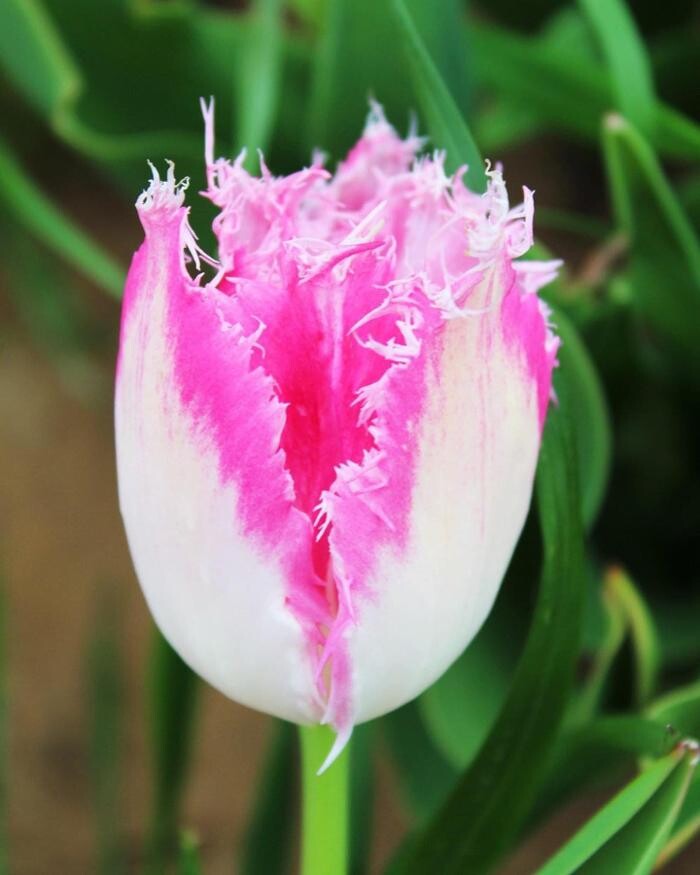 Images Texas-Tulips, LLC