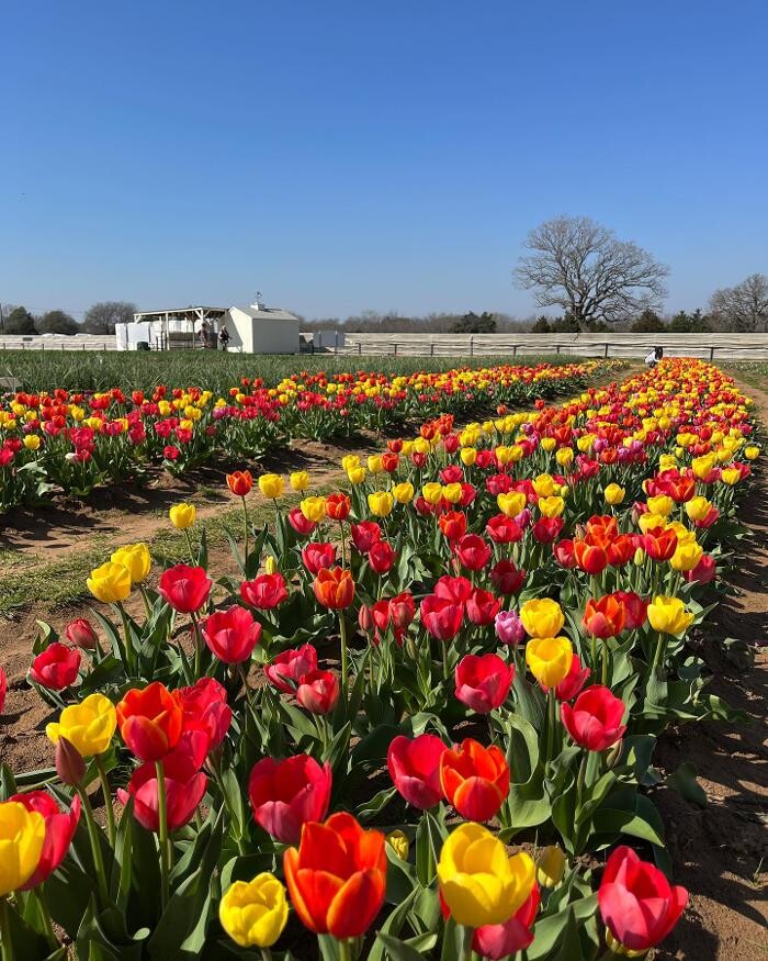 Images Texas-Tulips, LLC