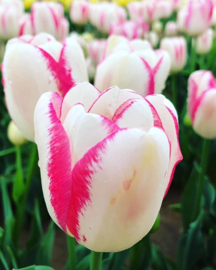 Images Texas-Tulips, LLC