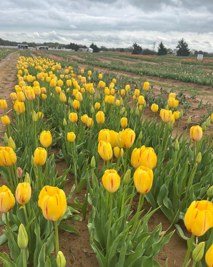 Images Texas-Tulips, LLC