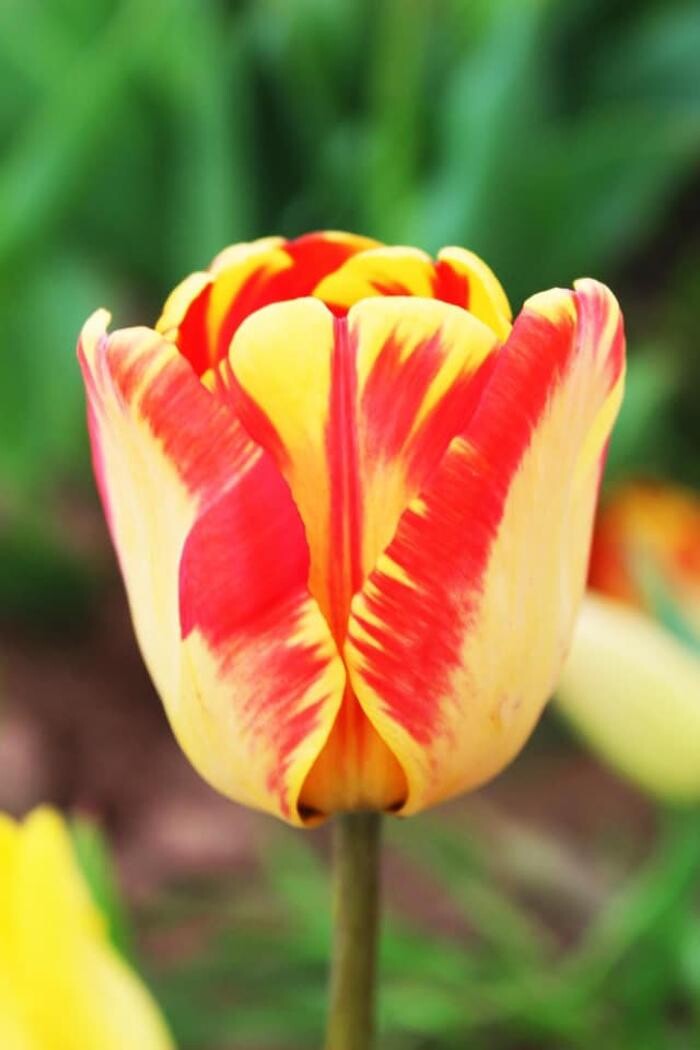 Images Texas-Tulips, LLC