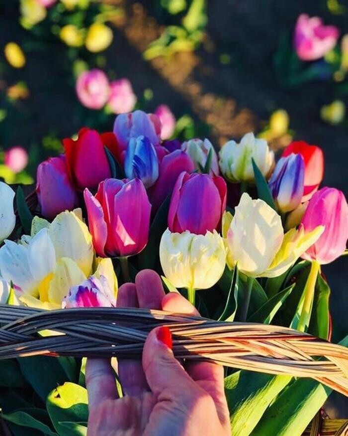 Images Texas-Tulips, LLC