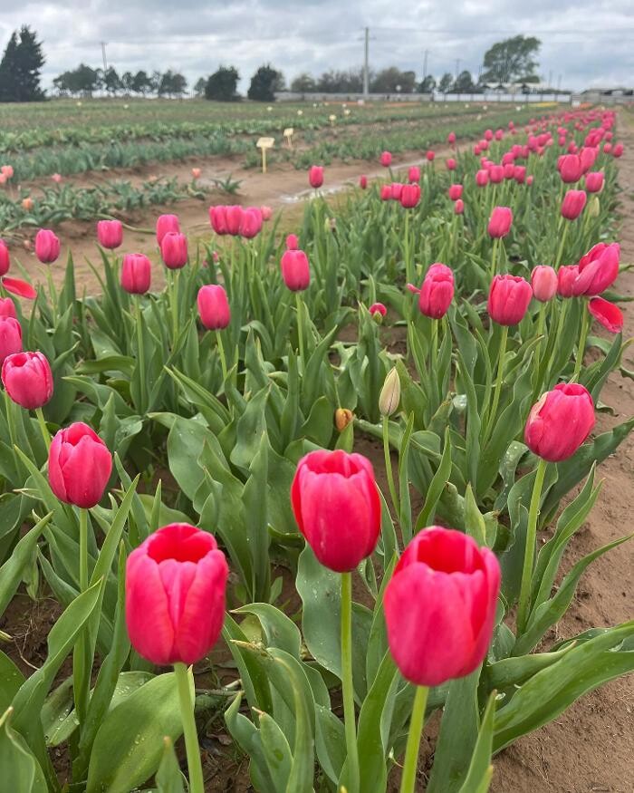 Images Texas-Tulips, LLC