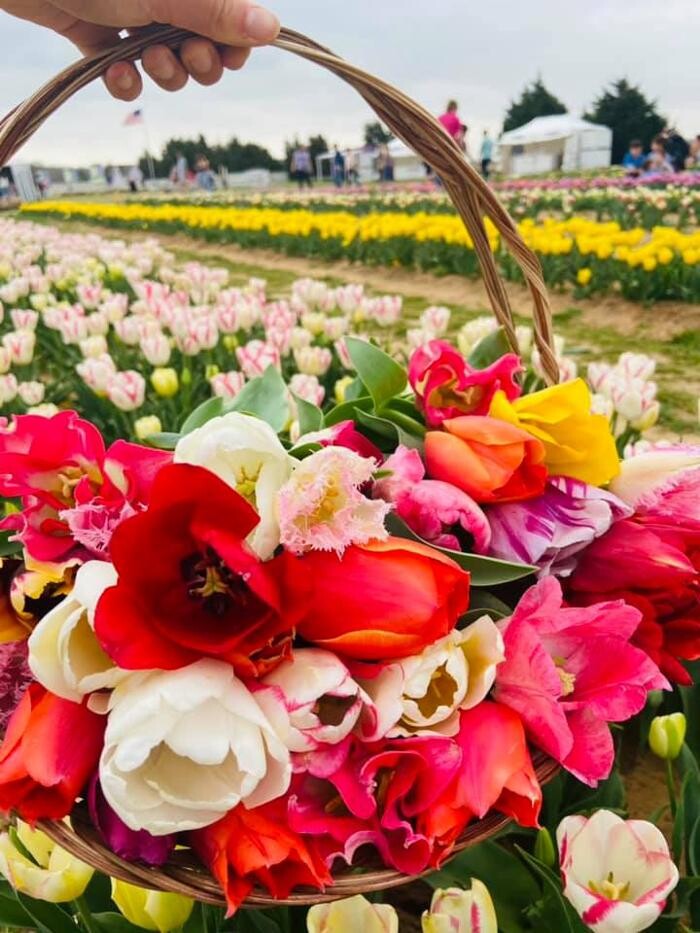 Images Texas-Tulips, LLC