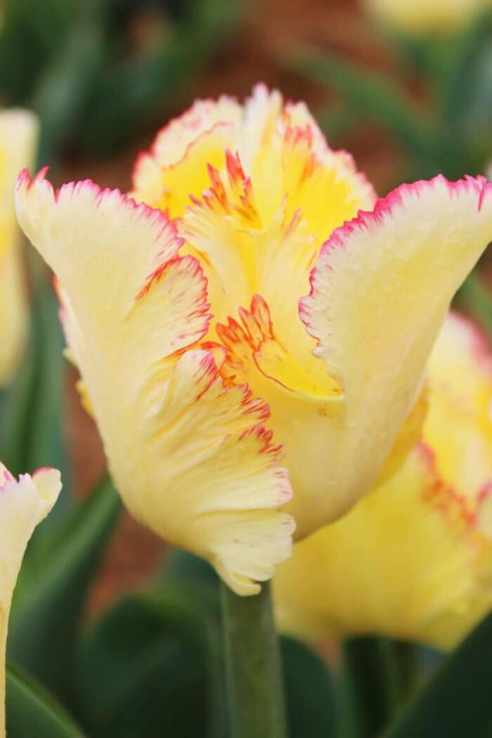 Images Texas-Tulips, LLC