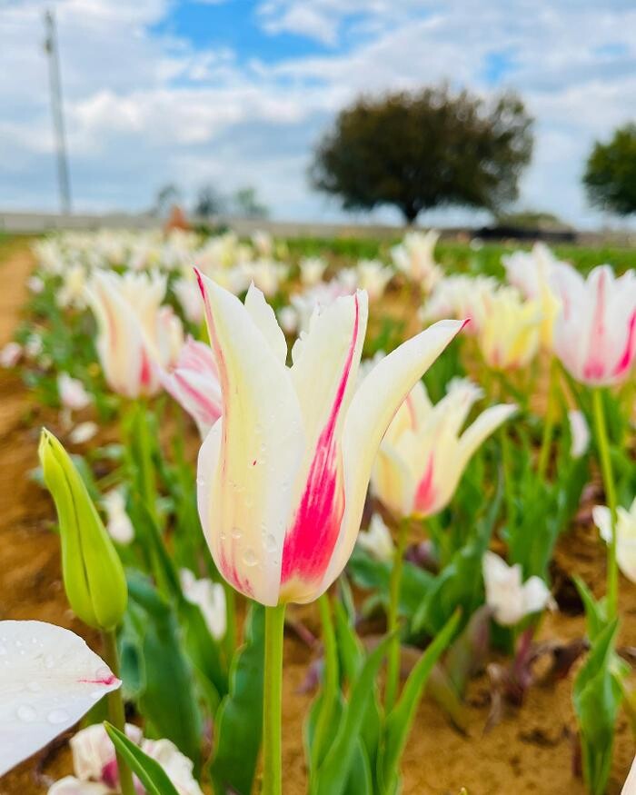 Images Texas-Tulips, LLC