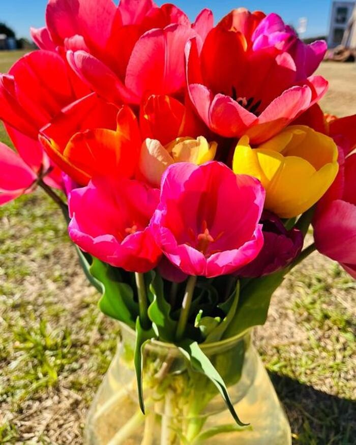 Images Texas-Tulips, LLC