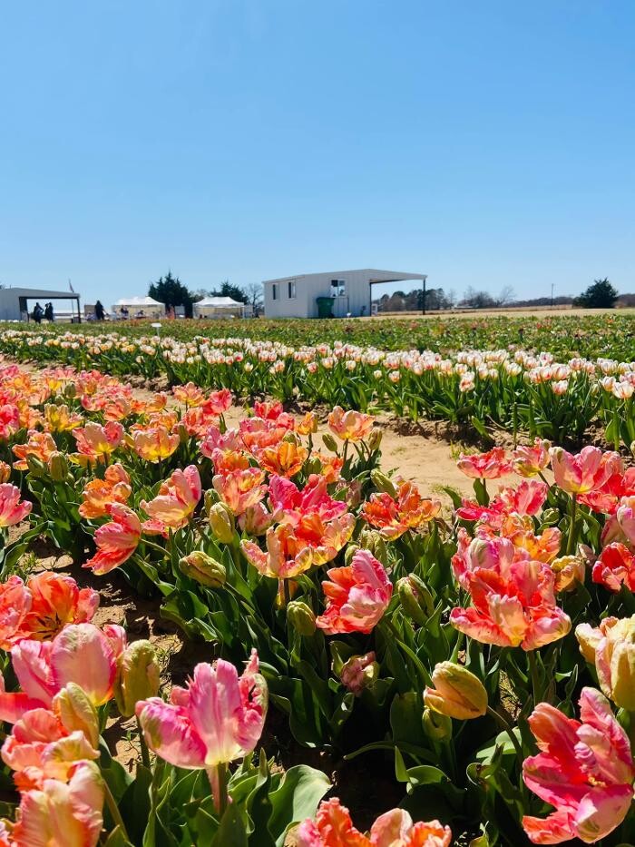 Images Texas-Tulips, LLC