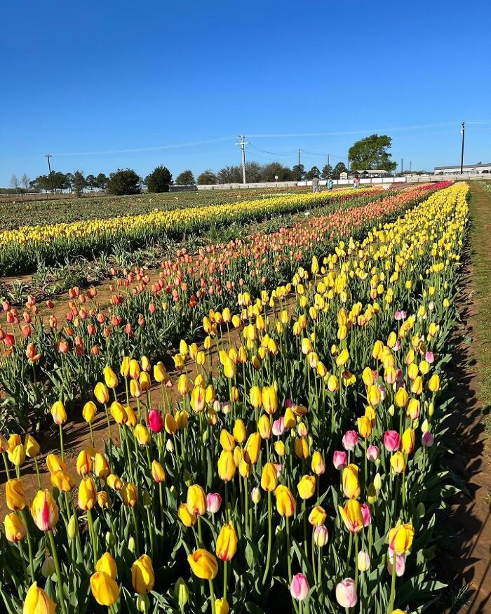 Images Texas-Tulips, LLC