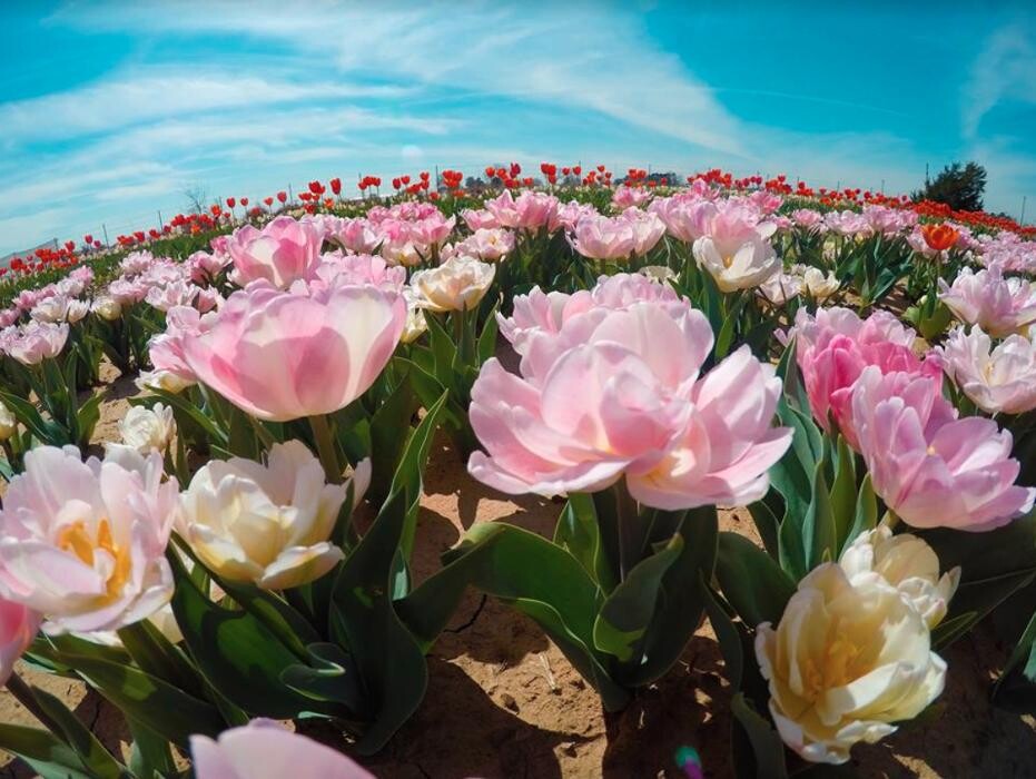 Images Texas-Tulips, LLC