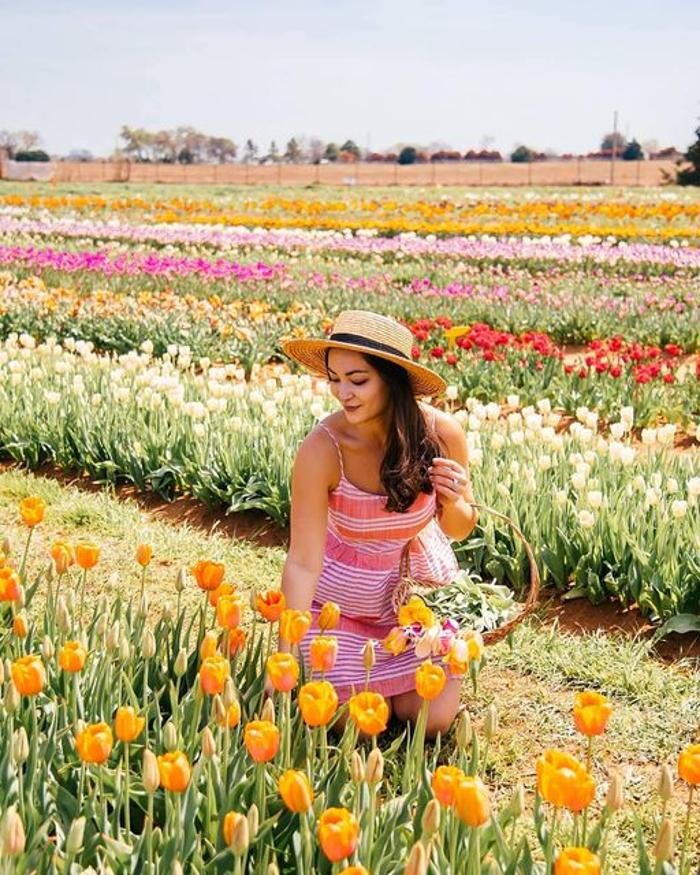 Images Texas-Tulips, LLC