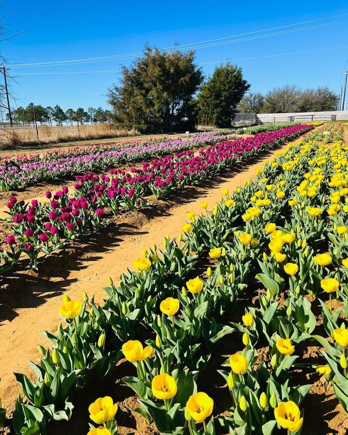 Images Texas-Tulips, LLC