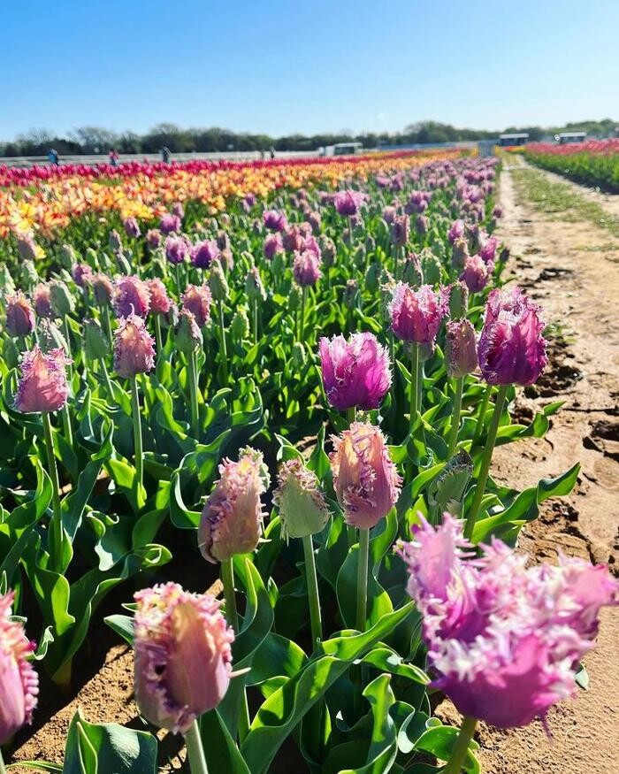 Images Texas-Tulips, LLC