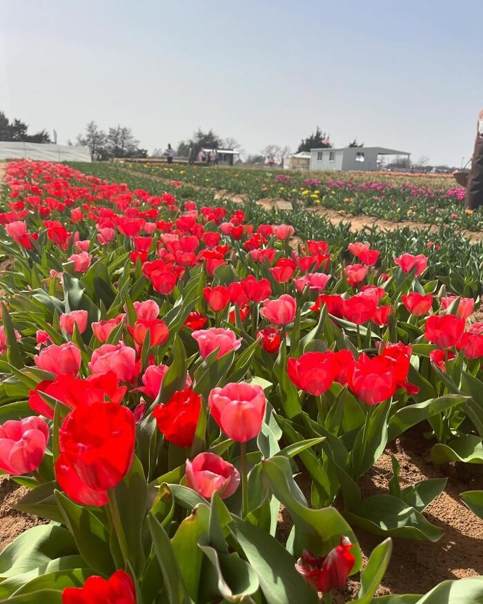 Images Texas-Tulips, LLC