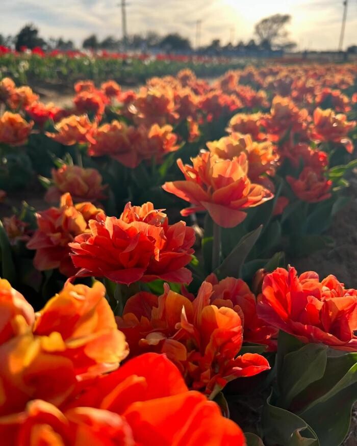 Images Texas-Tulips, LLC