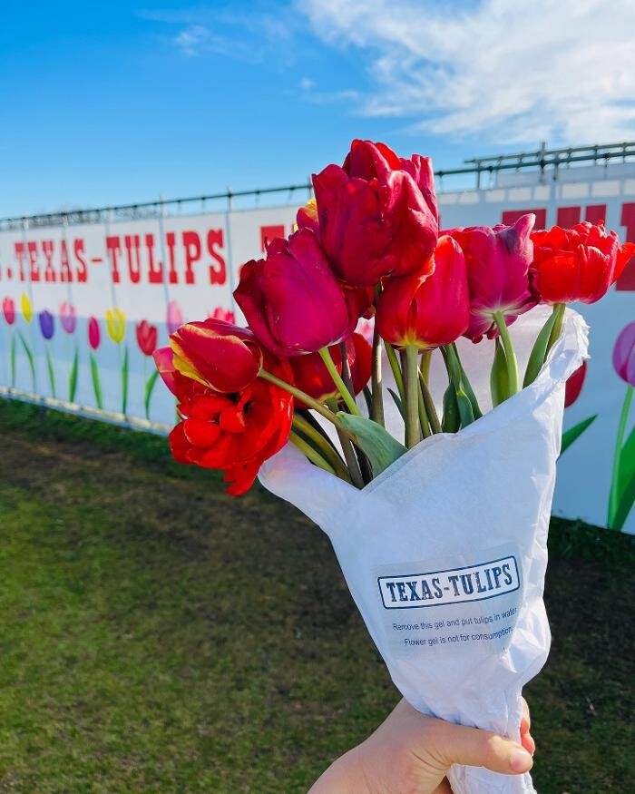Images Texas-Tulips, LLC