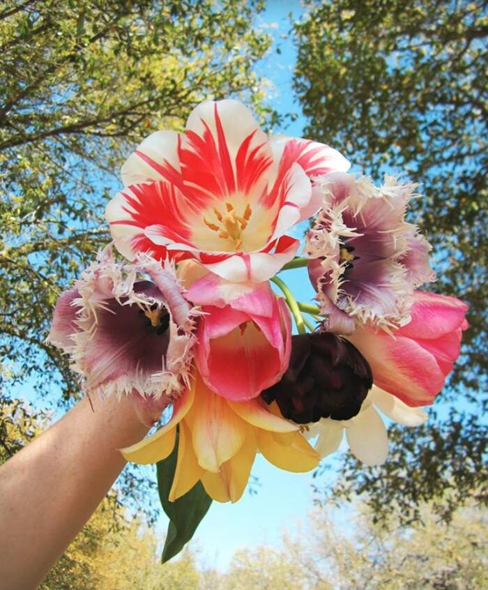 Images Texas-Tulips, LLC