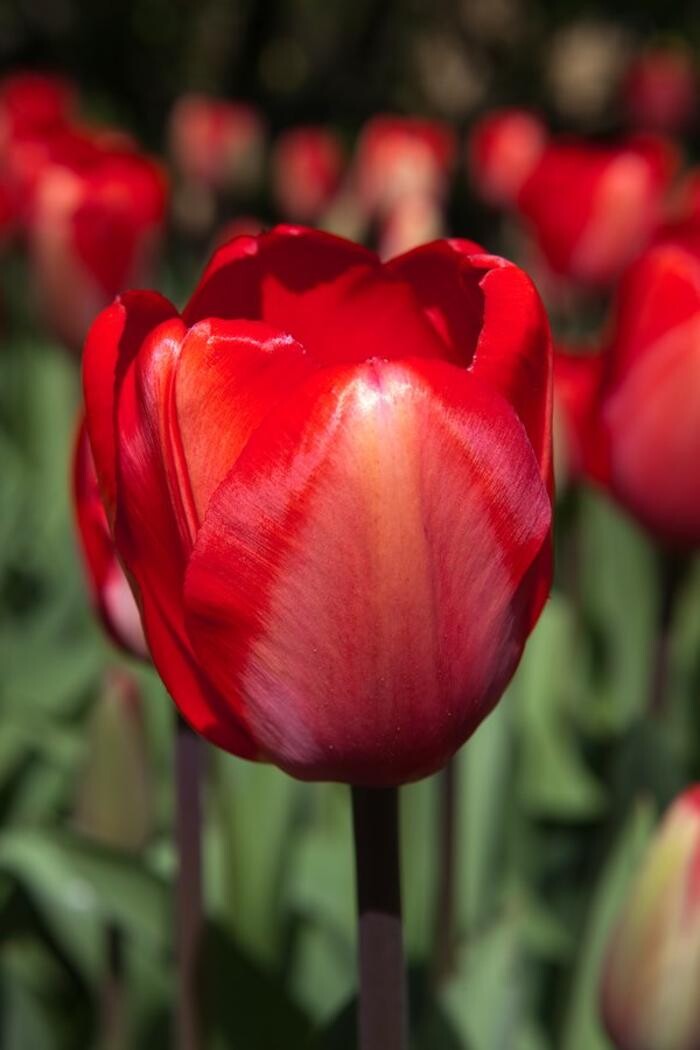Images Texas-Tulips, LLC