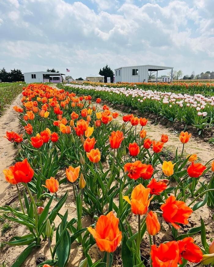 Images Texas-Tulips, LLC