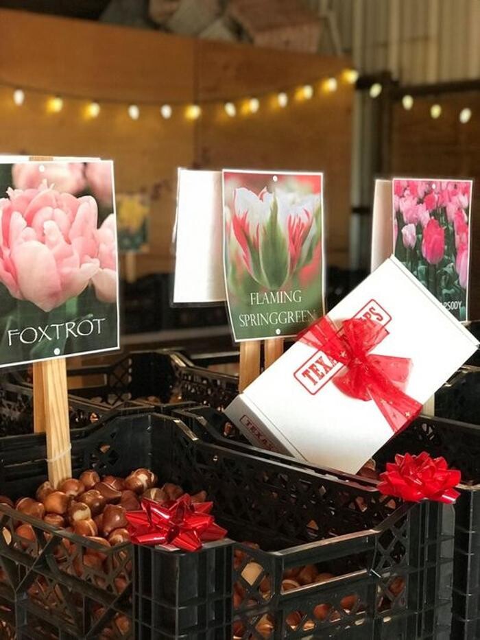 Images Texas-Tulips, LLC