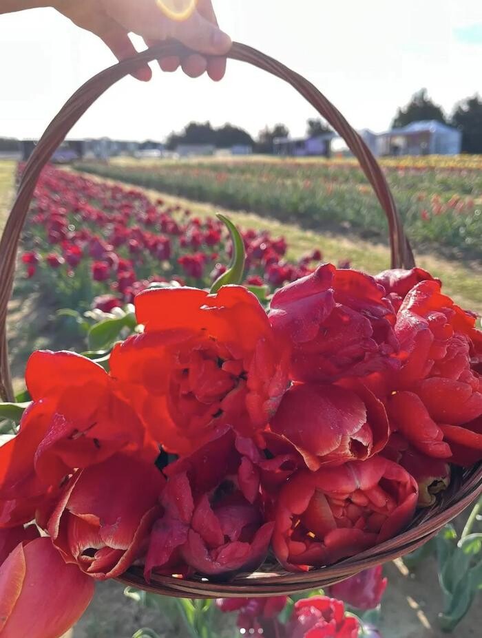 Images Texas-Tulips, LLC