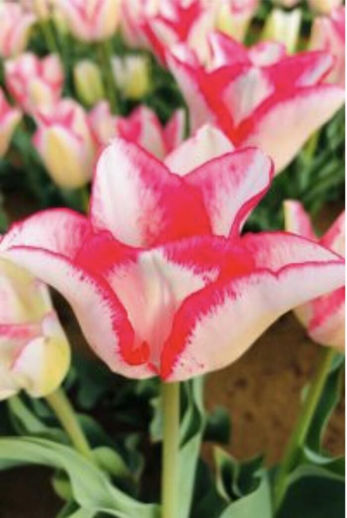 Images Texas-Tulips, LLC