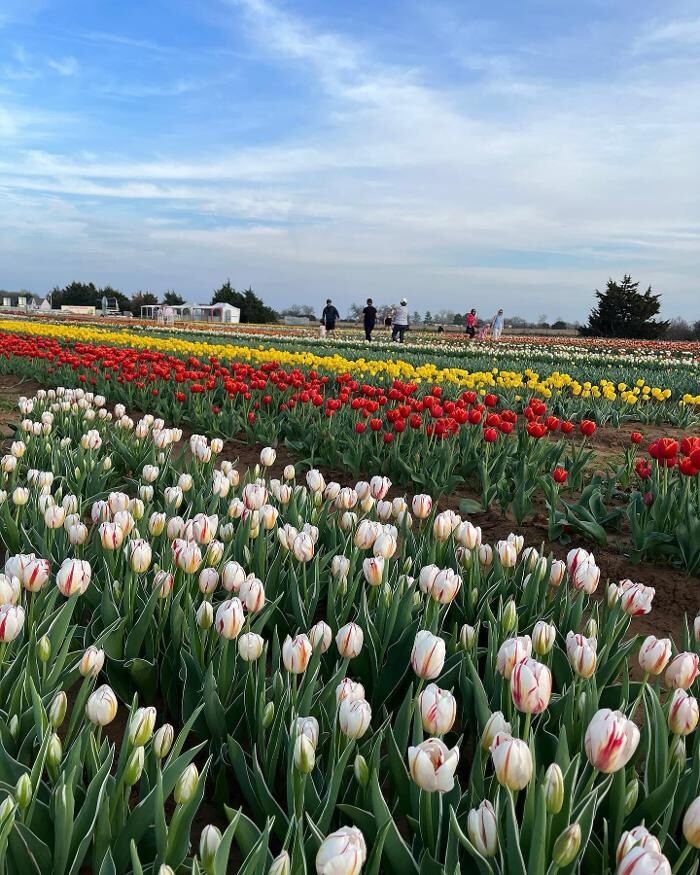 Images Texas-Tulips, LLC