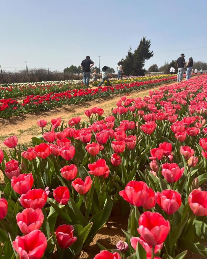 Images Texas-Tulips, LLC