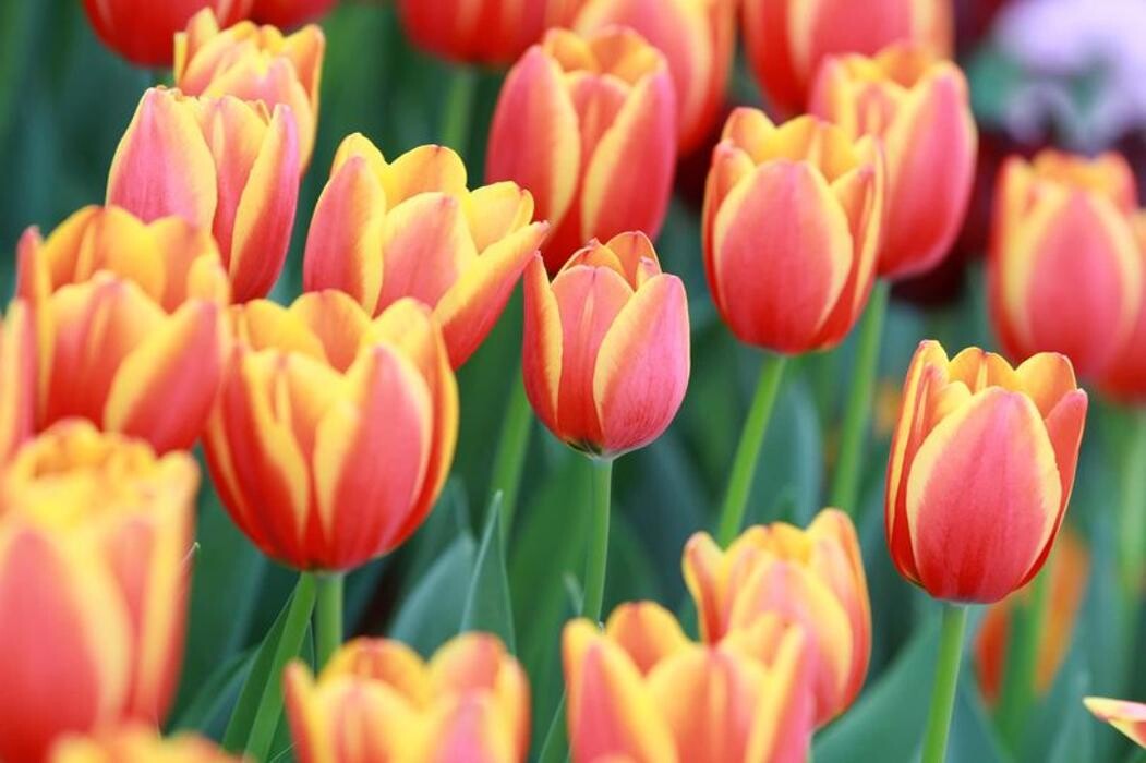 Images Texas-Tulips, LLC
