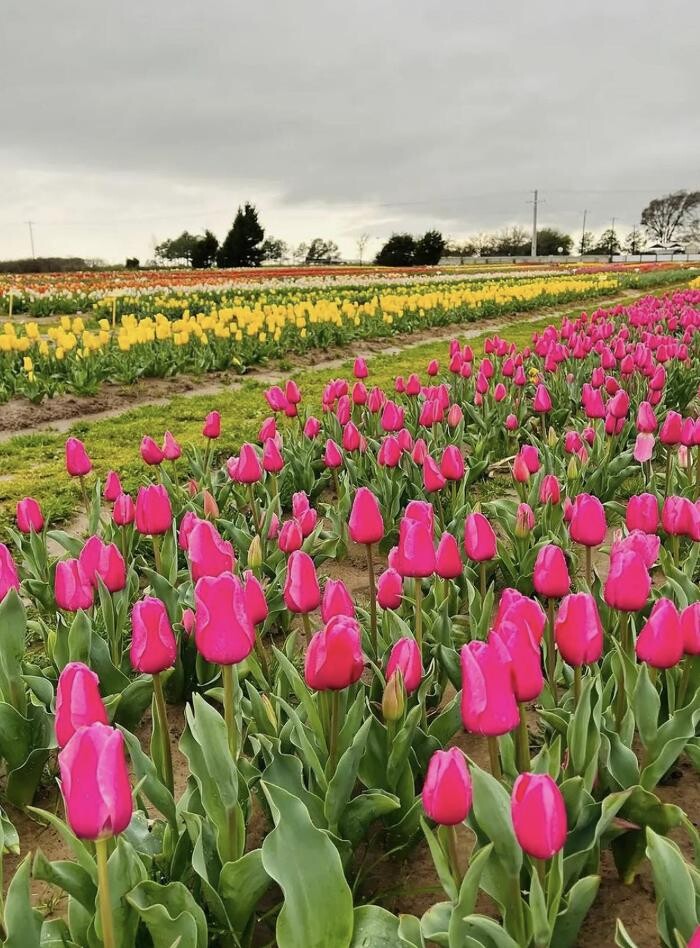 Images Texas-Tulips, LLC