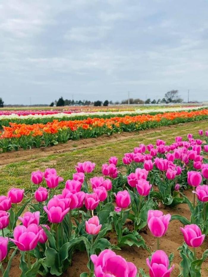 Images Texas-Tulips, LLC