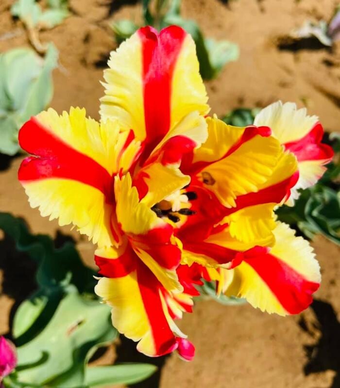 Images Texas-Tulips, LLC