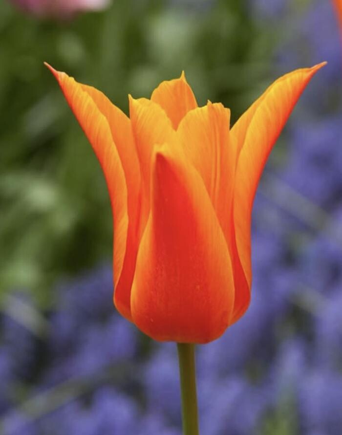 Images Texas-Tulips, LLC