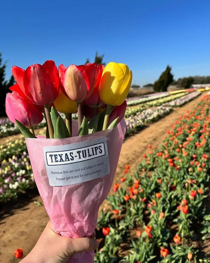 Images Texas-Tulips, LLC