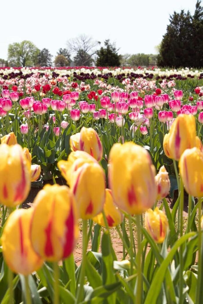 Images Texas-Tulips, LLC