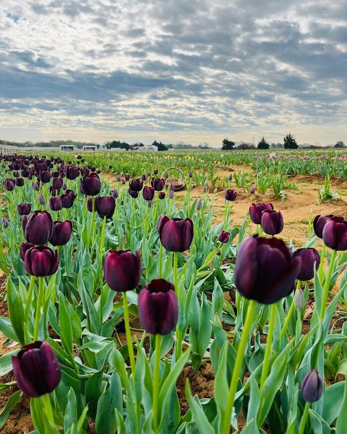 Images Texas-Tulips, LLC