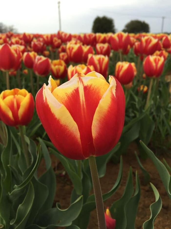 Images Texas-Tulips, LLC