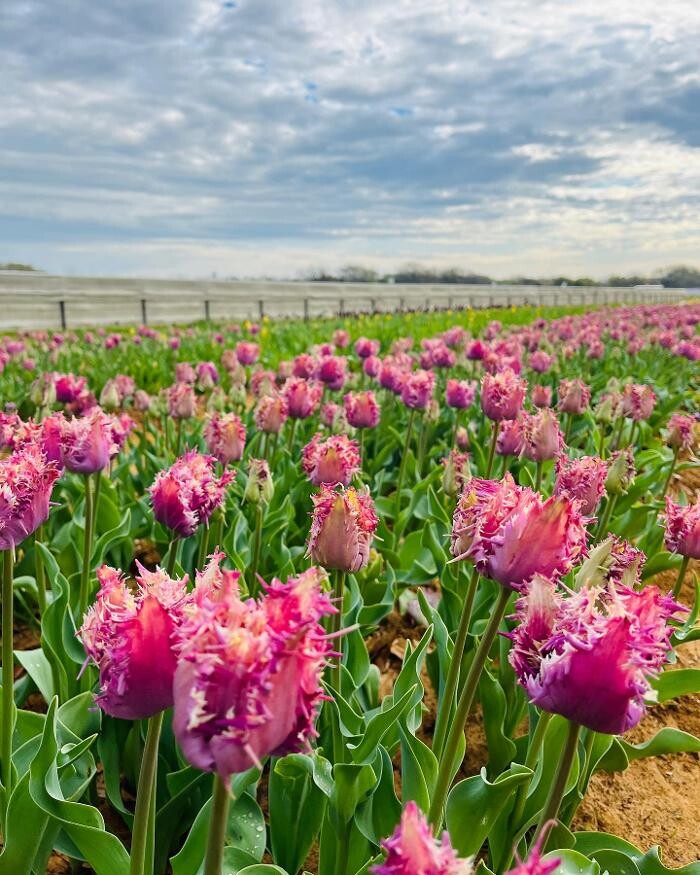 Images Texas-Tulips, LLC