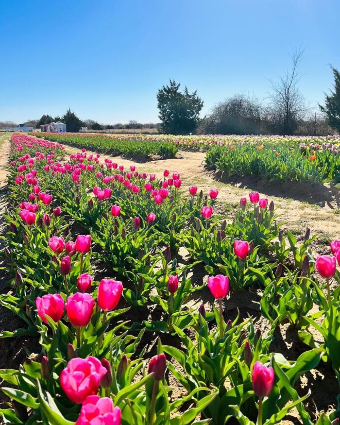 Images Texas-Tulips, LLC