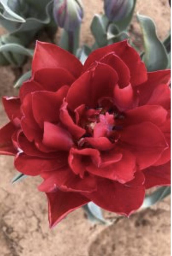 Images Texas-Tulips, LLC