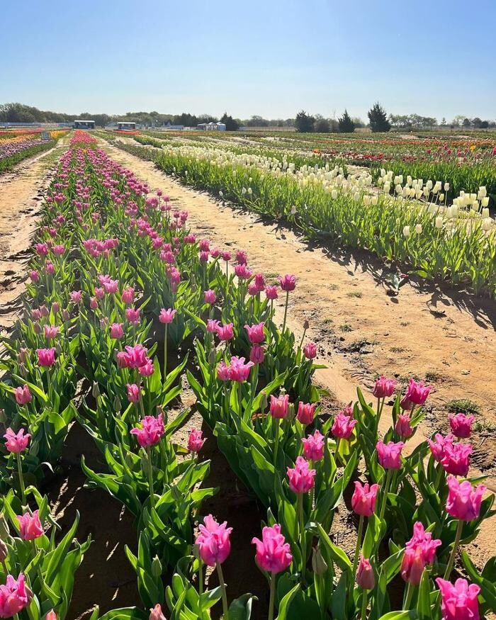 Images Texas-Tulips, LLC